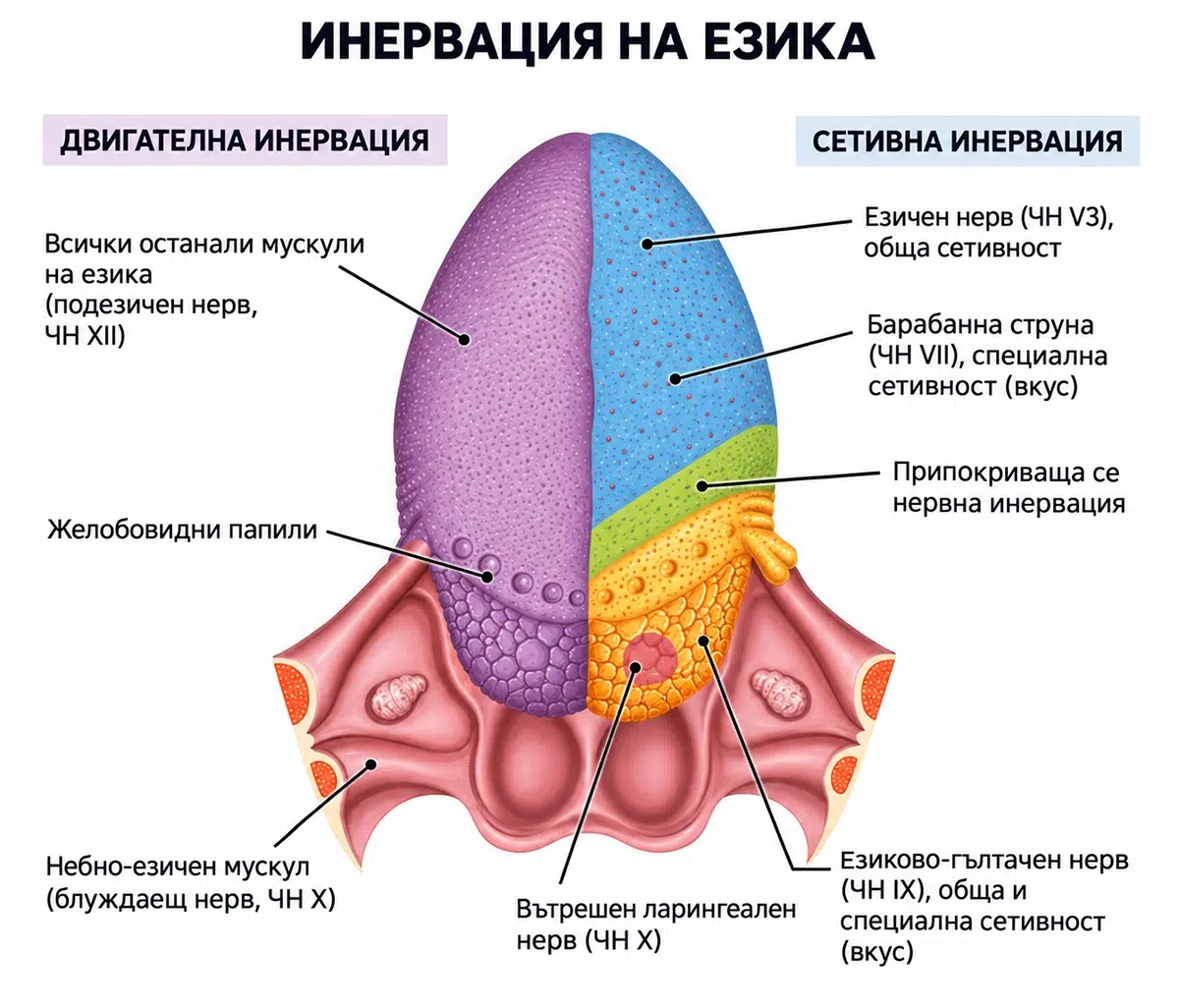 Схема на нервите, които осигуряват сетивната и двигателната функция на езика